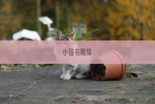 小猫有眼屎