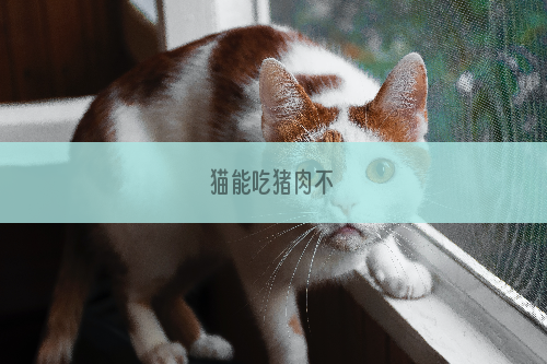 猫能吃猪肉不