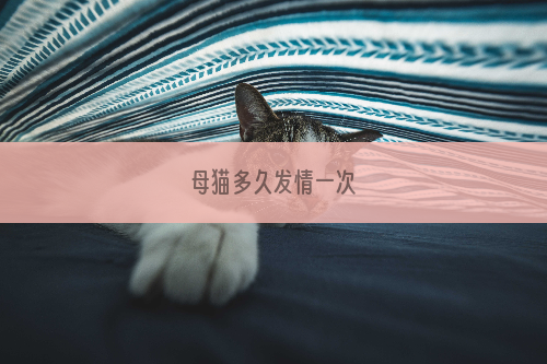 母猫多久发情一次