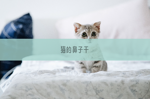 猫的鼻子干