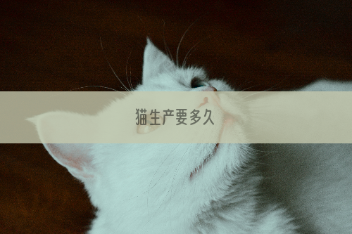 猫生产要多久