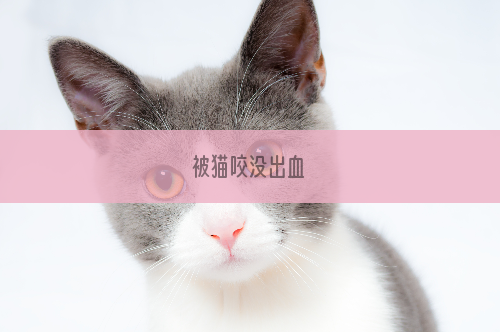 被猫咬没出血