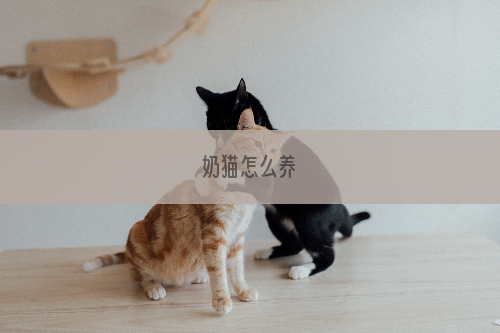 奶猫怎么养