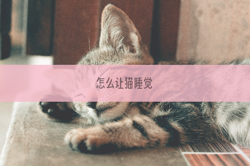 怎么让猫睡觉