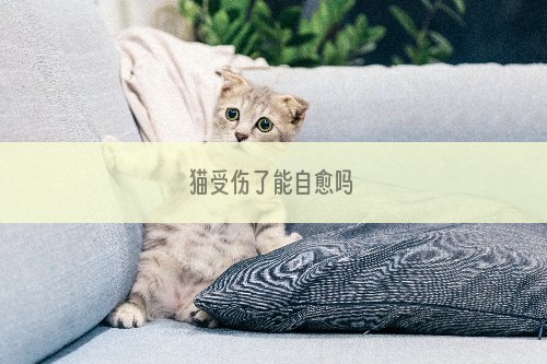 猫受伤了能自愈吗