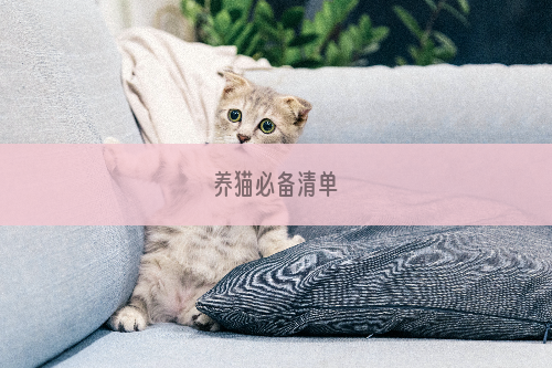 养猫必备清单