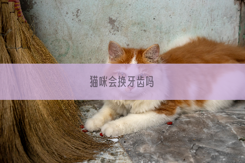 猫咪会换牙齿吗