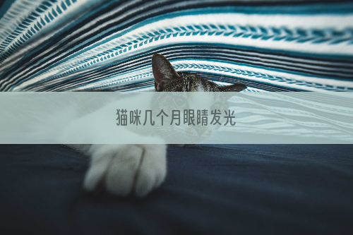 猫咪几个月眼睛发光