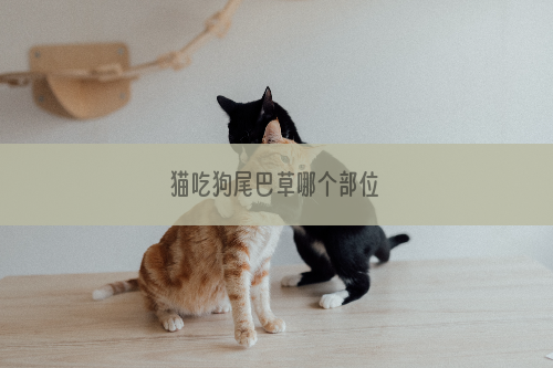 猫吃狗尾巴草哪个部位