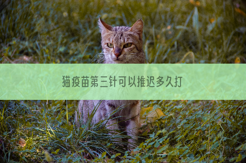 猫疫苗第三针可以推迟多久打