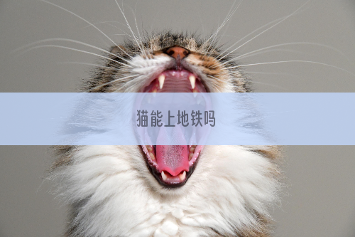 猫能上地铁吗