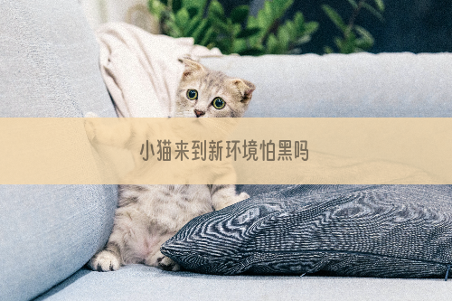 小猫来到新环境怕黑吗