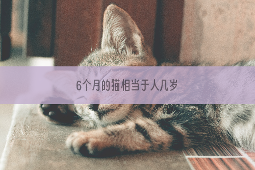 6个月的猫相当于人几岁
