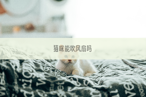 猫咪能吹风扇吗