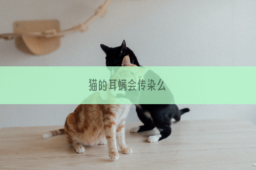 猫的耳螨会传染么