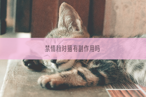 禁情粉对猫有副作用吗