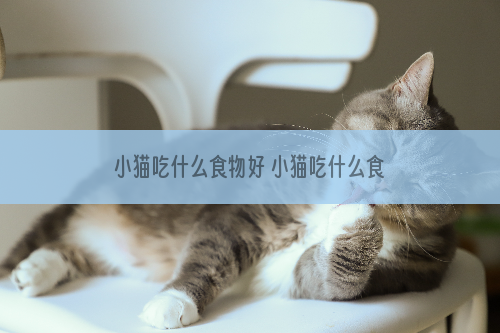 小猫吃什么食物好 小猫吃什么食物合适