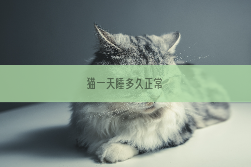 猫一天睡多久正常