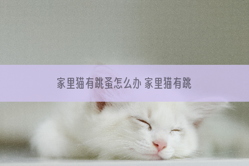 家里猫有跳蚤怎么办 家里猫有跳蚤怎么处理