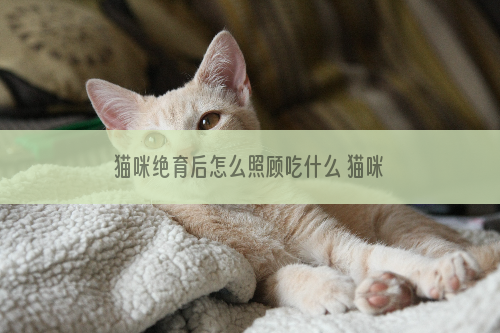 猫咪绝育后怎么照顾吃什么 猫咪绝育后怎么照顾