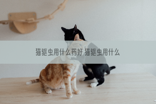 猫驱虫用什么药好 猫驱虫用什么药