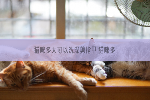 猫咪多大可以洗澡剪指甲 猫咪多大能洗澡剪指甲