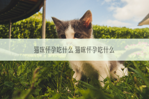 猫咪怀孕吃什么 猫咪怀孕吃什么好