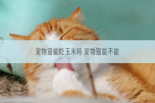 宠物猫能吃玉米吗 宠物猫能不能吃玉米