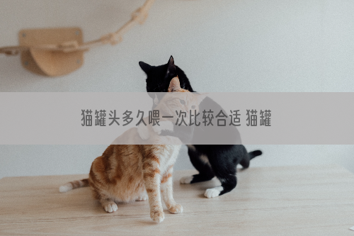 猫罐头多久喂一次比较合适 猫罐头多久喂一次比较好