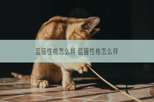 蓝猫性格怎么样 蓝猫性格怎么样啊