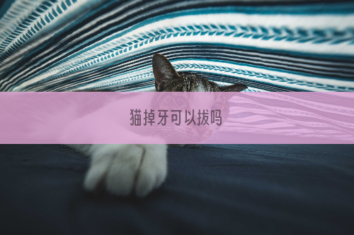 猫掉牙可以拔吗