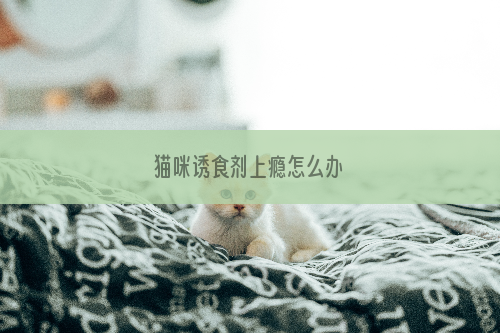 猫咪诱食剂上瘾怎么办