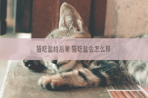 猫吃盐的后果 猫吃盐会怎么样