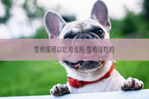 雪纳瑞可以吃鸡蛋吗 雪纳瑞吃鸡蛋会怎么样
