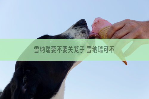 雪纳瑞要不要关笼子 雪纳瑞可不可以关笼子