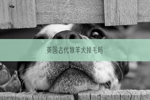 英国古代牧羊犬掉毛吗