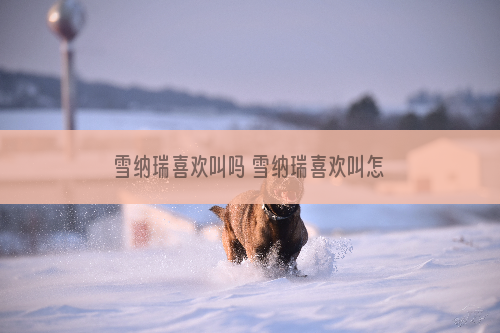 雪纳瑞喜欢叫吗 雪纳瑞喜欢叫怎么办