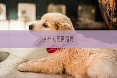 茶杯犬需要遛吗