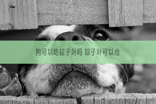 狗可以吃粽子叶吗 粽子叶可以给狗吃吗