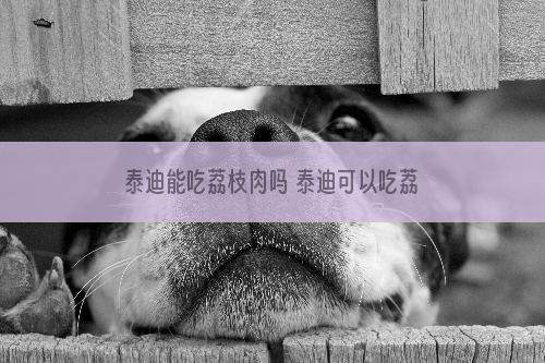 泰迪能吃荔枝肉吗 泰迪可以吃荔枝