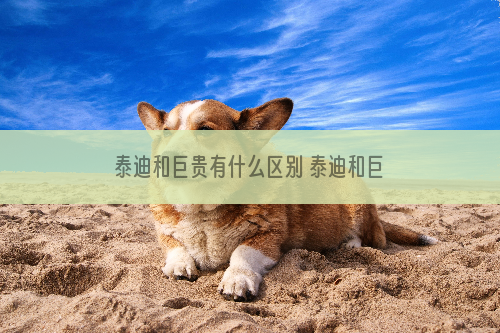 泰迪和巨贵有什么区别 泰迪和巨贵有什么不同