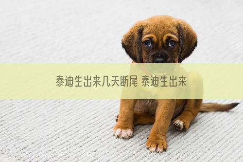 泰迪生出来几天断尾 泰迪生出来几天断尾最好