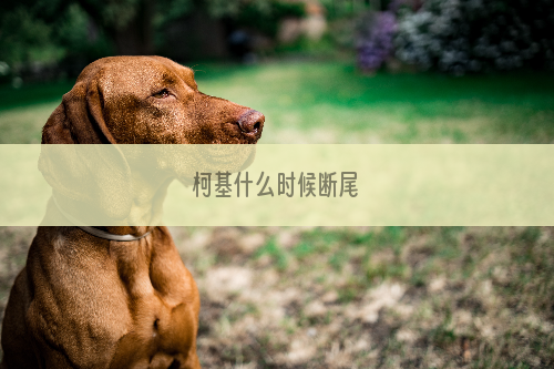 柯基什么时候断尾