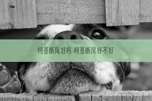 柯基断尾好吗 柯基断尾好不好