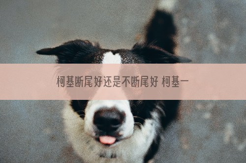 柯基断尾好还是不断尾好 柯基一定要断尾吗