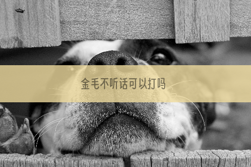 金毛不听话可以打吗 