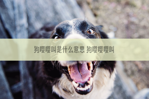 狗嘤嘤叫是什么意思 狗嘤嘤嘤叫是什么意思