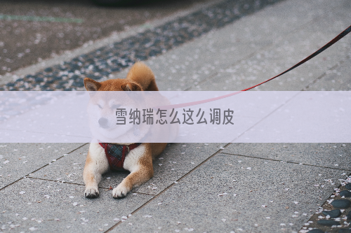 雪纳瑞怎么这么调皮