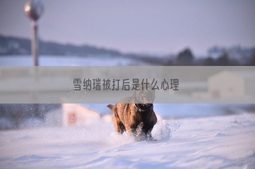 雪纳瑞被打后是什么心理 