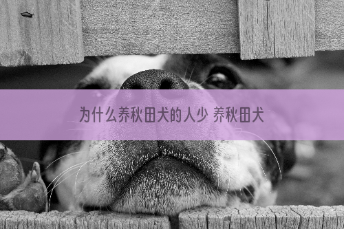 为什么养秋田犬的人少 养秋田犬的人少的原因